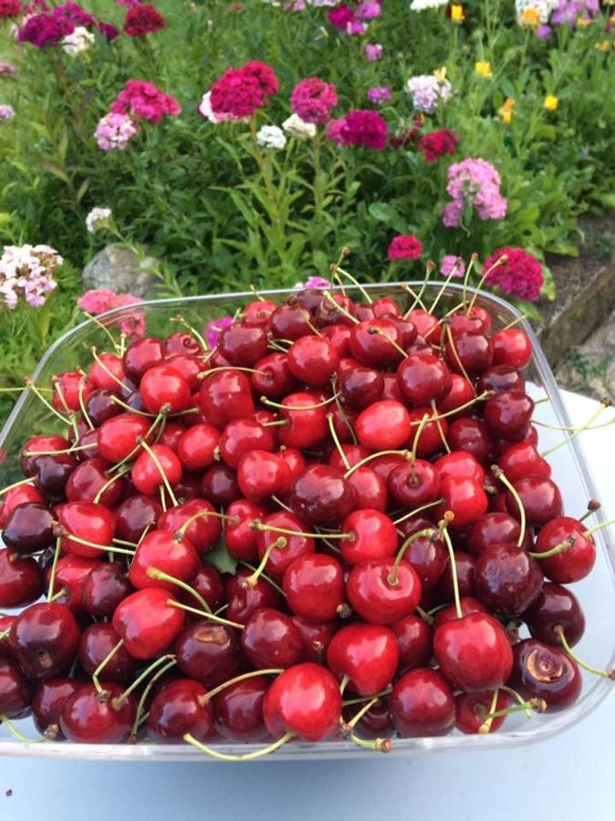 Entre Canal Et Vignes Bed and Breakfast Escolives-Sainte-Camille Esterno foto